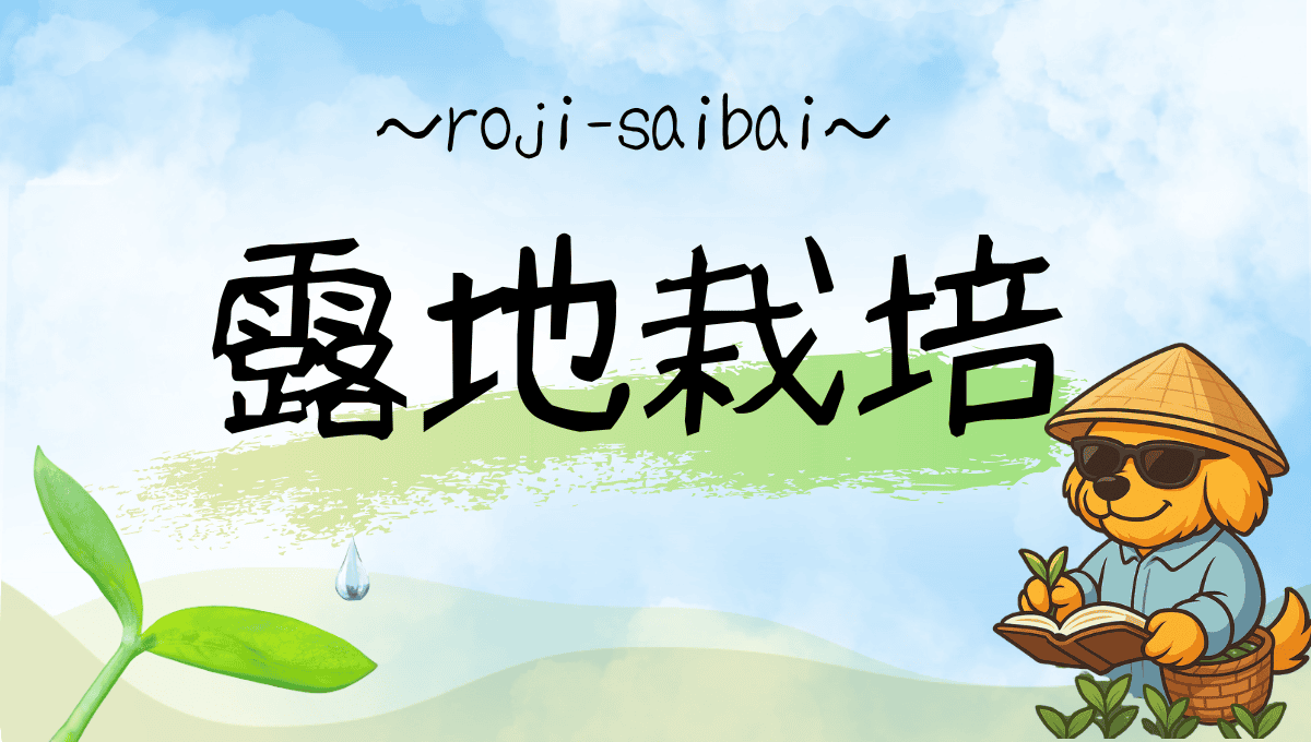 露地栽培記事のアイキャッチ